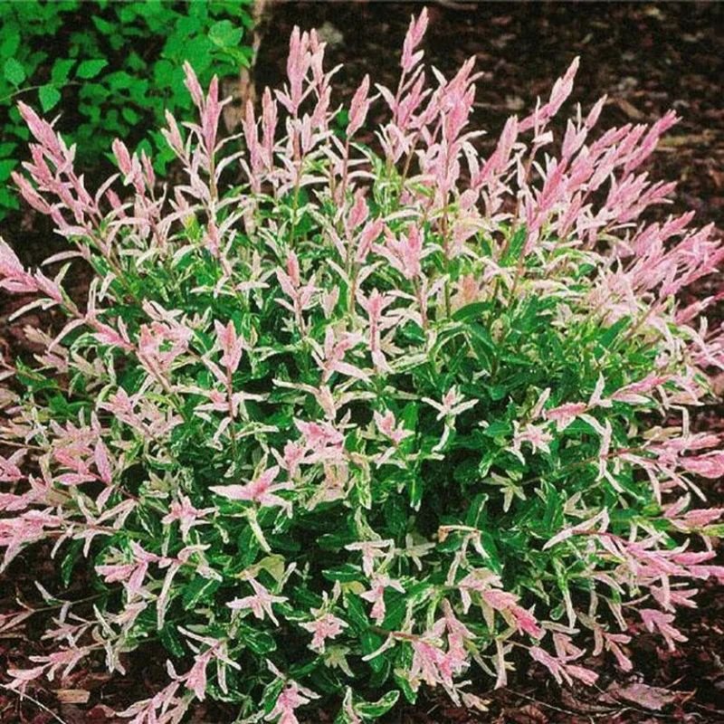Ива цельнолистная «Хакуро Нишики» (Salix integra ‘Hakuro-Nishiki’)